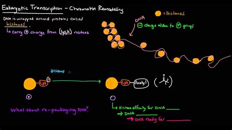 Chromatin Remodeling in Eukaryotes - YouTube