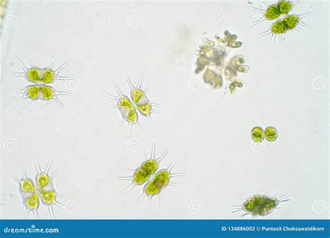 Freshwater Aquatic Plankton Under Microscope View Stock Photo - Image of fauna, aquaculture ...