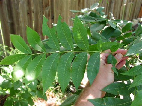 Pecan Tree Leaves | The Tree Center™