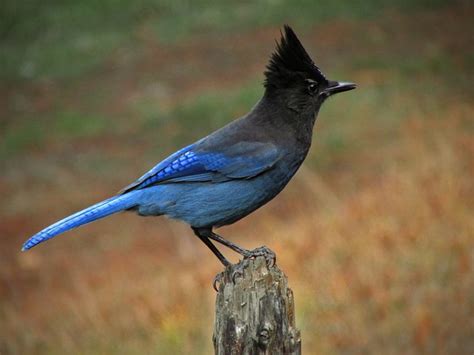 Steller's Jays - Coastal Interpretive Center