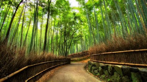 Arashiyama Bamboo Grove - Kyoto, Japan - backiee