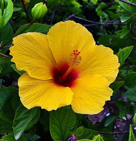 mistymorningme | Beautiful flowers pictures, Hibiscus plant, Hawaii flowers