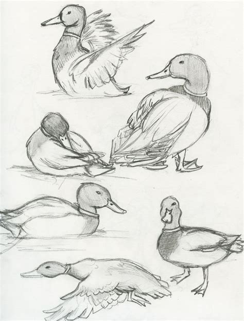 Divine Info About How To Draw A Realistic Duck - Grantresistance