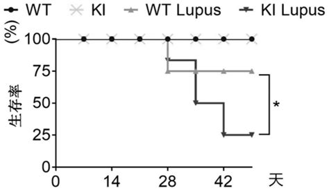 Application of hydroxychloroquine in medicine for preventing and ...