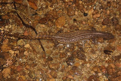 Determining Habitat and Population Characteristics of the Earless Monitor Lizard - IUCN SOS