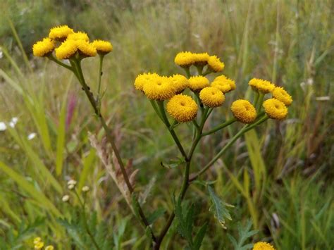 Tansy Meadow Flowers Summer - Free photo on Pixabay