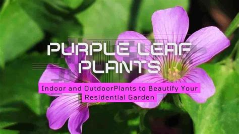 8 Purple Leaf Plants: Transform Your Garden With Stunning Foliage » 2024