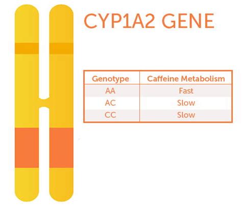 Decaf or Not to Decaf? Ask Your Genes. – GenoPalate Inc