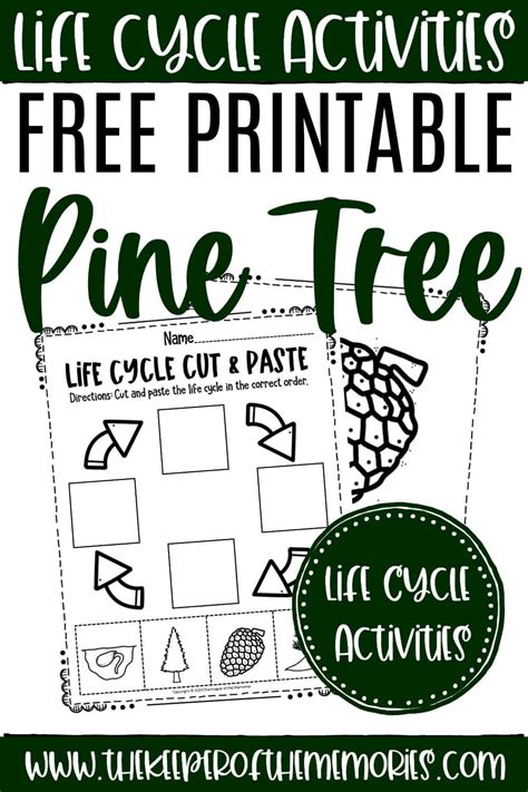 Free Printable Pine Tree Life Cycle Worksheets - The Keeper of the Memories