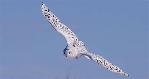 For snowy owls, wintering on the prairie might be normal | Science News