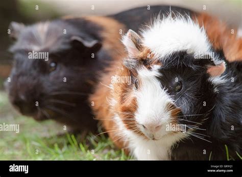 Cavia Porcellus Form. Domestica Stock Photo - Alamy