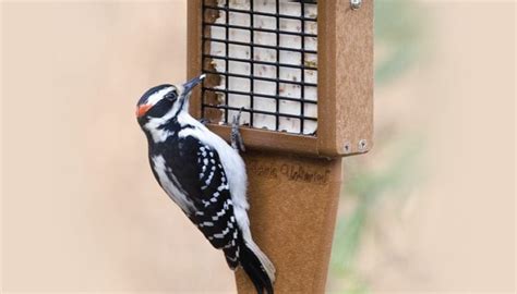 Tail Prop Suet Feeder - Wild Birds Unlimited | Wild Birds Unlimited