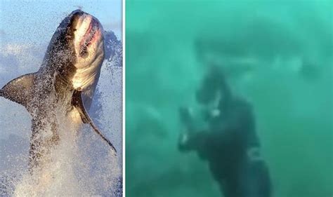 Great white shark almost attacks diver in terrifying encounter - video | Science | News ...