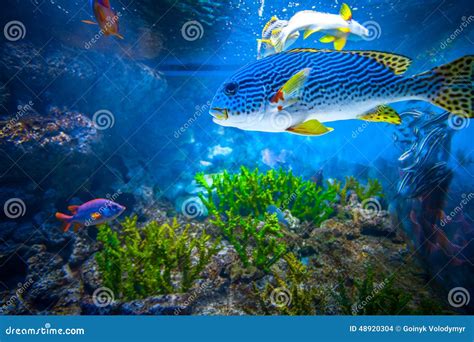 Singapore aquarium stock photo. Image of reef, scenic - 48920304