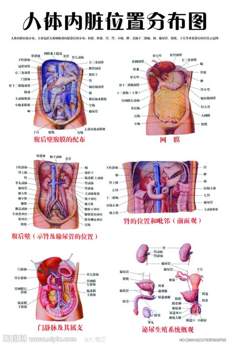 人体内脏位置分布图 - 图片99