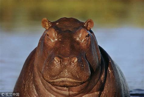 World Hippo Day: Learn about the world's 3rd largest mammal - CGTN