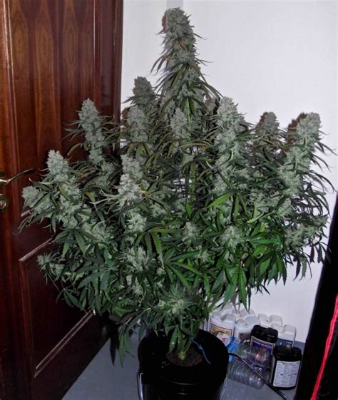 Quick Flowering THC Feminised Seeds | Phoenix Cannabis Seeds | Cannabis ...