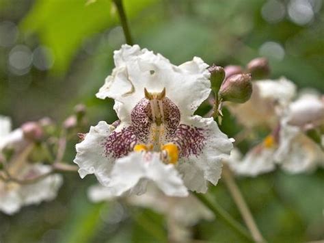 Catalpa bignonioides (Bean Tree, Cigar Tree, Southern Catalpa) | North ...