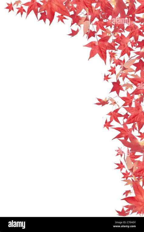 Falling red autumn leaves border isolated on white Stock Photo - Alamy