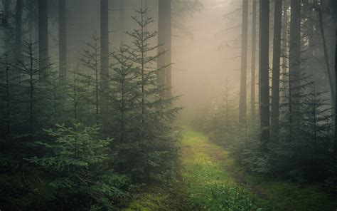 60+ Black Forest Germany Wallpapers - Download at WallpaperBro | Black ...