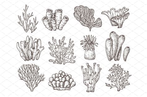 Coral sketch. Natural corals | Coral tattoo, Coral drawing, Ocean tattoos