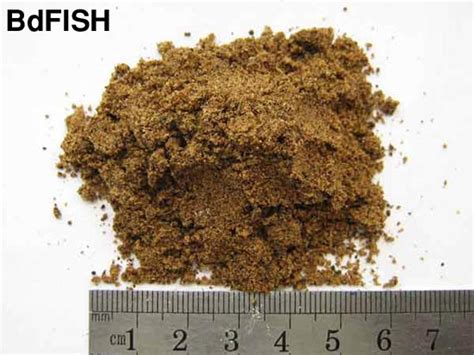 Animal Origin Fish Feed Ingredients | BdFISH Feature