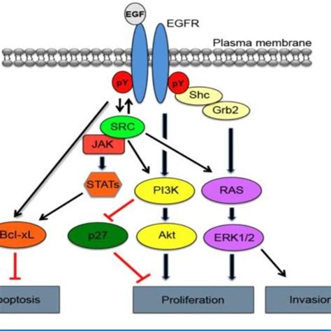 Epidermal growth factor receptor downstream signaling pathways in... | Download Scientific Diagram