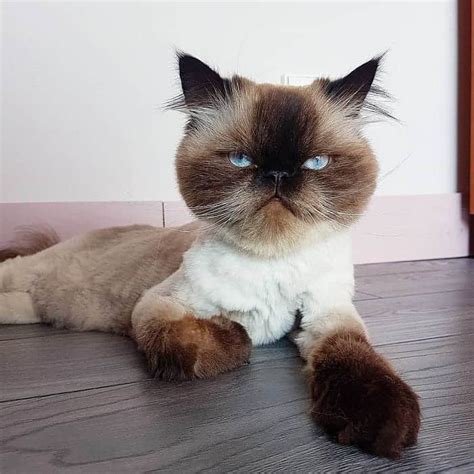 41 Wonderful Cats with Cute Haircuts (2021) – Hairstyle Camp