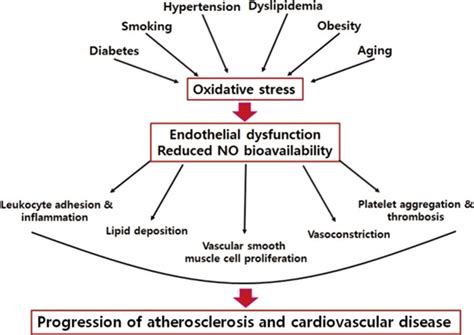 Endothelial Dysfunction part 6 - Atherosclerosis