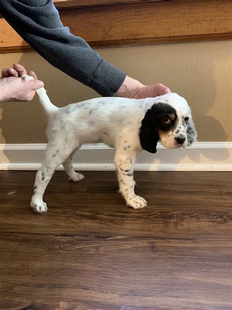 FDSB English Setter puppies for sale | Michigan Sportsman - Online Michigan Hunting and Fishing ...