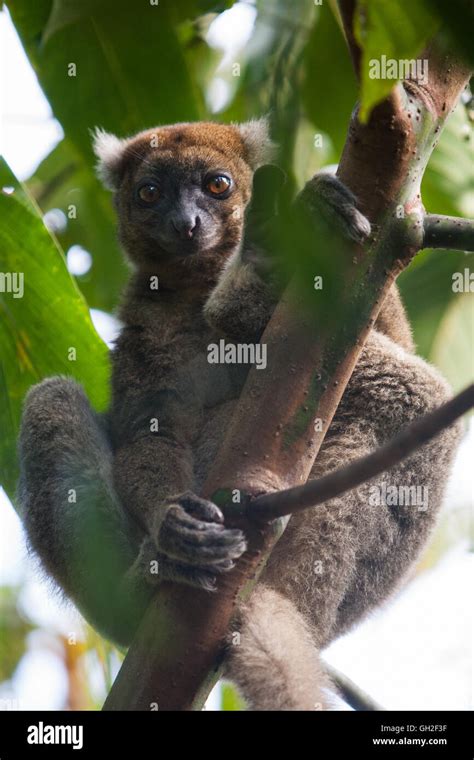 Greater bamboo lemur Stock Photo - Alamy