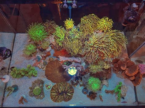 Nano Build - Euphyllia garden in the making | Reef2Reef