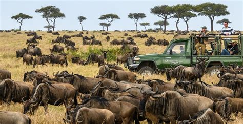 Come Witness Wildebeest Migration- Maasai Mara Urges Tourists