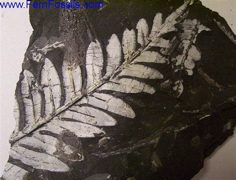 CARBONIZED/MINERAL REPLACEMENT/PYROPHYLLITE: fossil | Fossils, Fossil ...