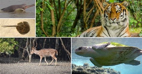 How Destruction Of Sundarbans Is Threatening India’s Tigers | Youth Ki Awaaz