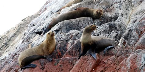 Animals of Ballestas Islands - Peru Hop