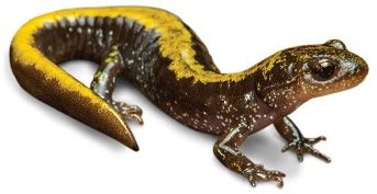 Interesting facts about newts | Just Fun Facts