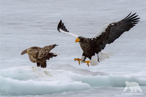 Stellers Sea Eagle Size Comparison