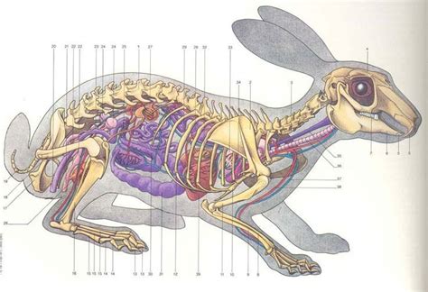 動物解剖学, 面白い動物, うさぎ