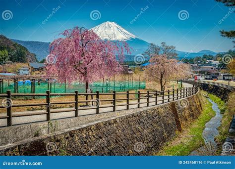 Spring in Yamanashi, with Cherry Blossoms and Mount Fuji Stock Photo ...