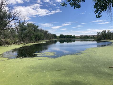 Erickson’s Summer Site Update — Bluff Lake Nature Center