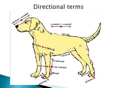 Rkvy radiographic positioning of dog