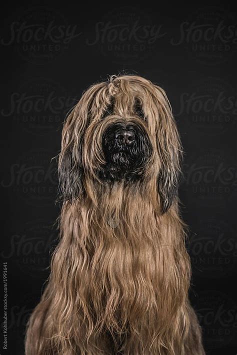 "Briard Dog Portrait" by Stocksy Contributor "Robert Kohlhuber ...