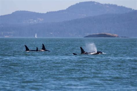 Endangered orcas receive critical habitat protections | Islands' Sounder