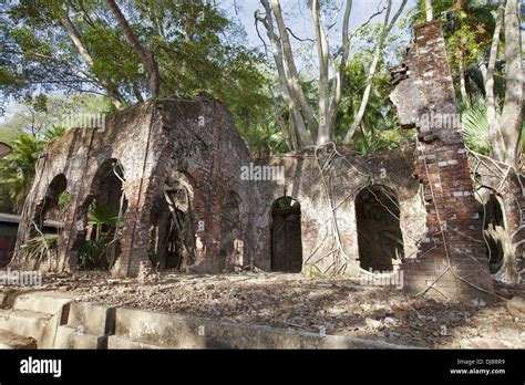 Ruins of British colonial building overgrown with roots. Ross island ...