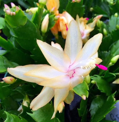 Yellow Christmas Cactus Plant Zygocactus 4 Pot - Etsy