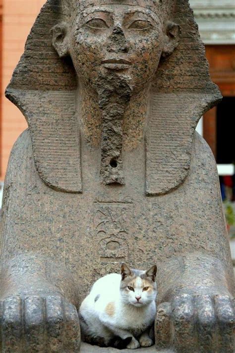 Why Were Cats So Important In Ancient Egypt? | Gatti, Egitto