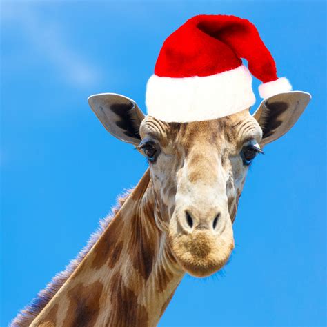 Christmas Giraffe Free Stock Photo - Public Domain Pictures