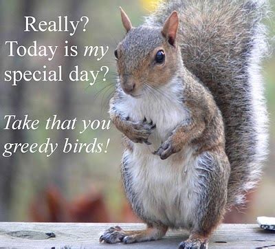 spiritually directed...: Squirrel Day!