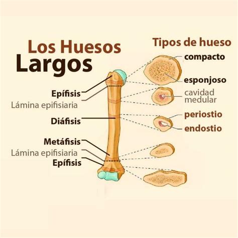 Los Huesos Largos | Jorge Còrdova | uDocz